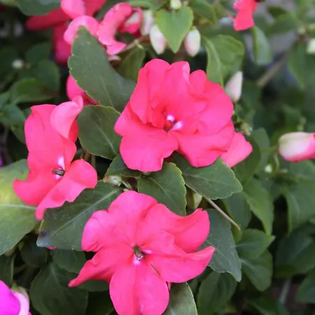 And With Parking Space - 6260 Vodice