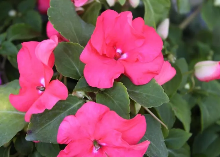 And With Parking Space - 6260 Vodice